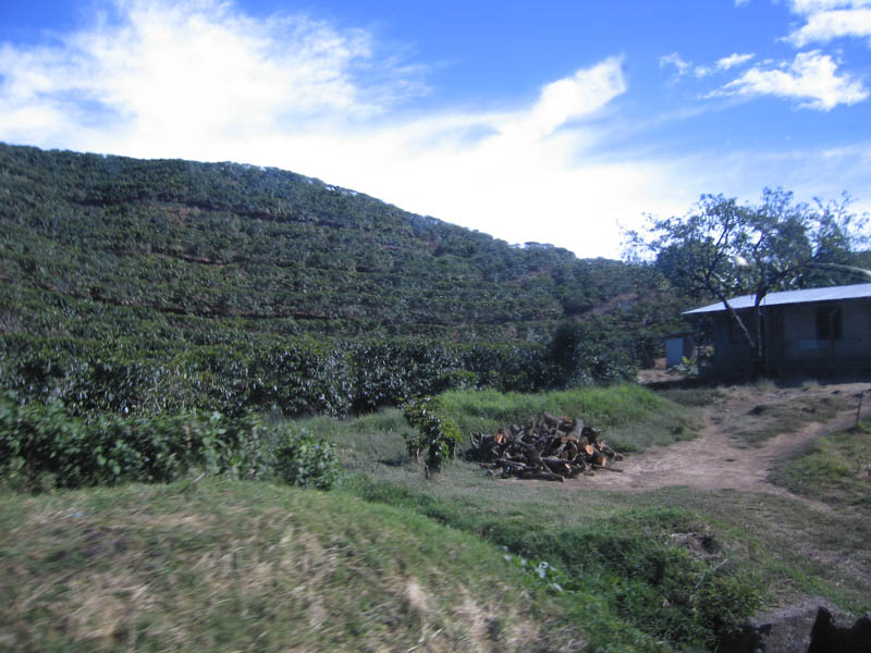 Coffee Fields