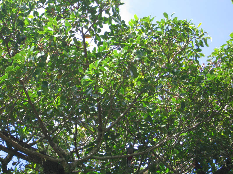 Quetzal Tree