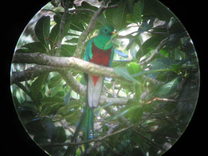 Quetzal