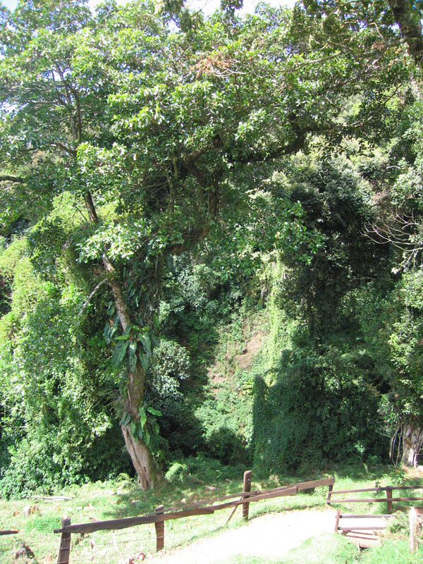 Quetzal Tree