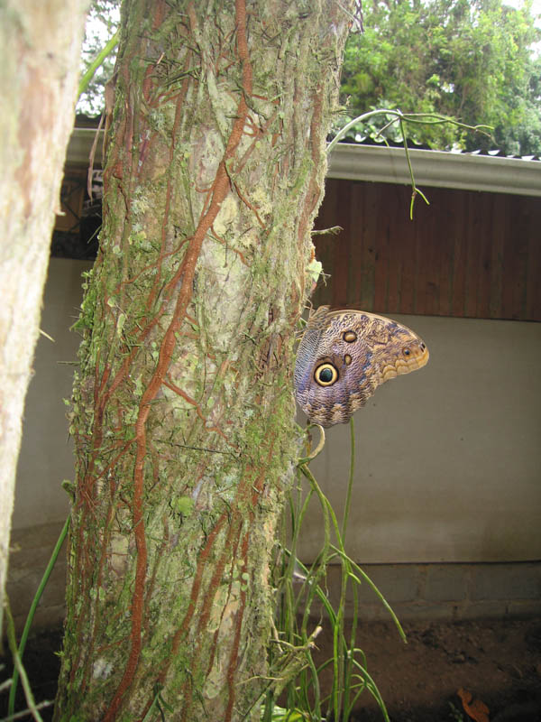 owl butterfly