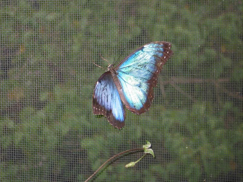 blue butterfly