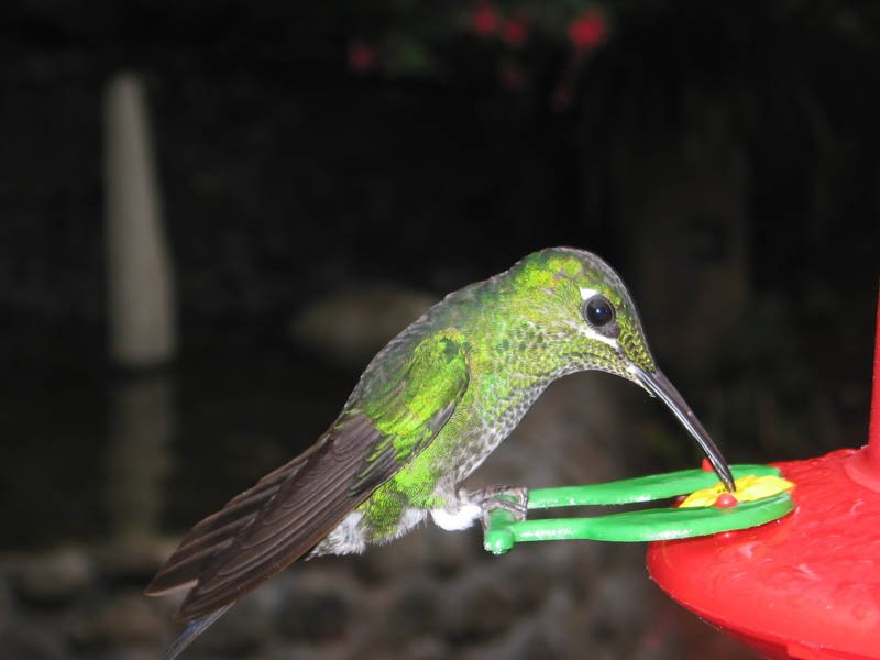 hummingbird