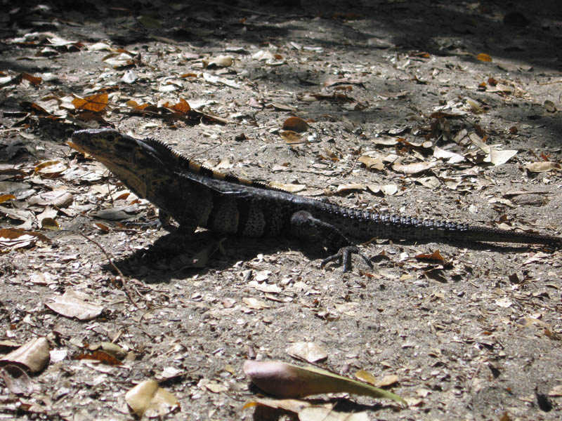 manuel antonio