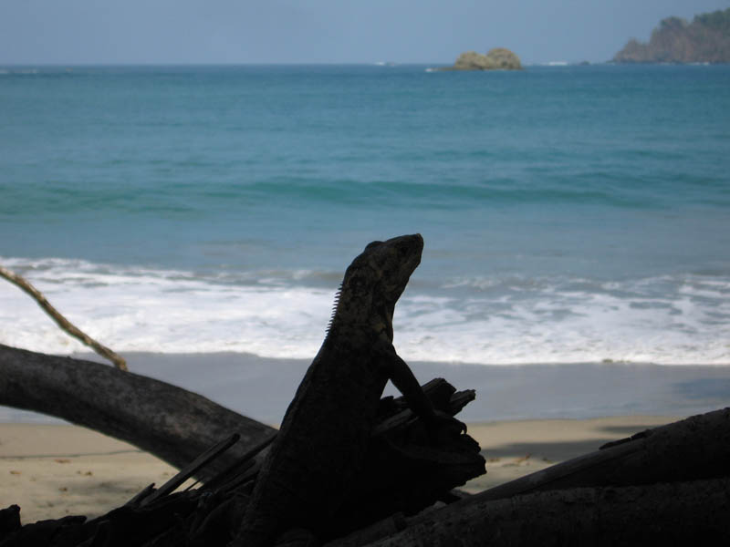 manuel antonio