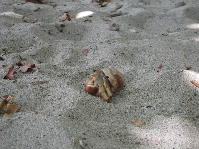 manuel antonio