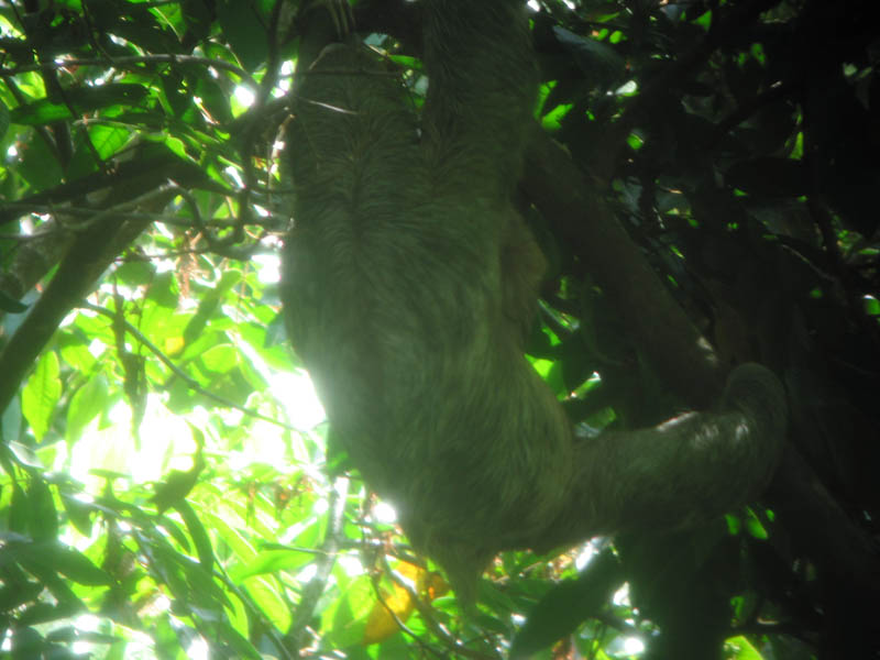 manuel antonio