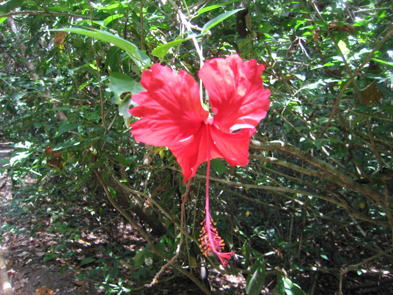 manuel antonio