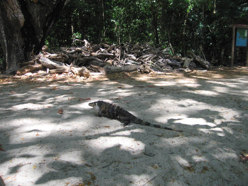 manuel antonio