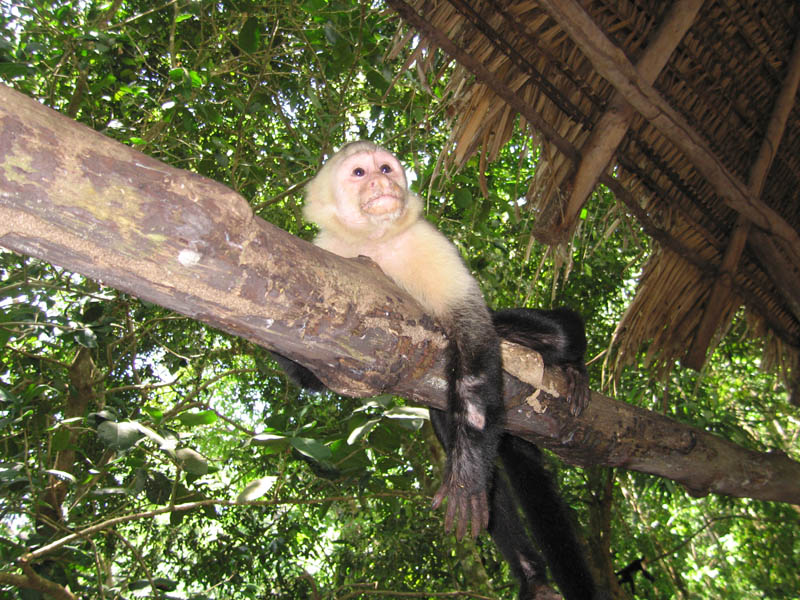 manuel antonio