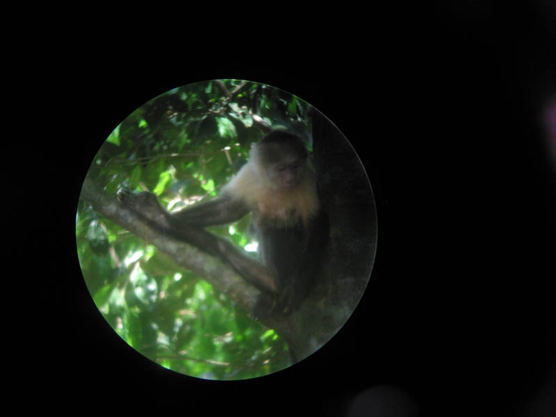 manuel antonio