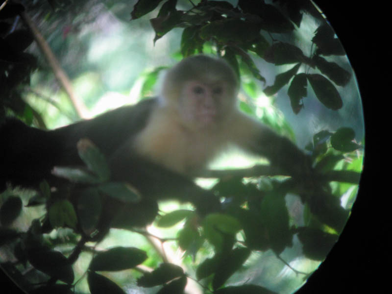 manuel antonio