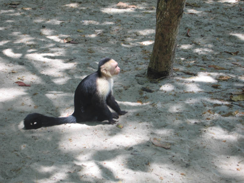 manuel antonio