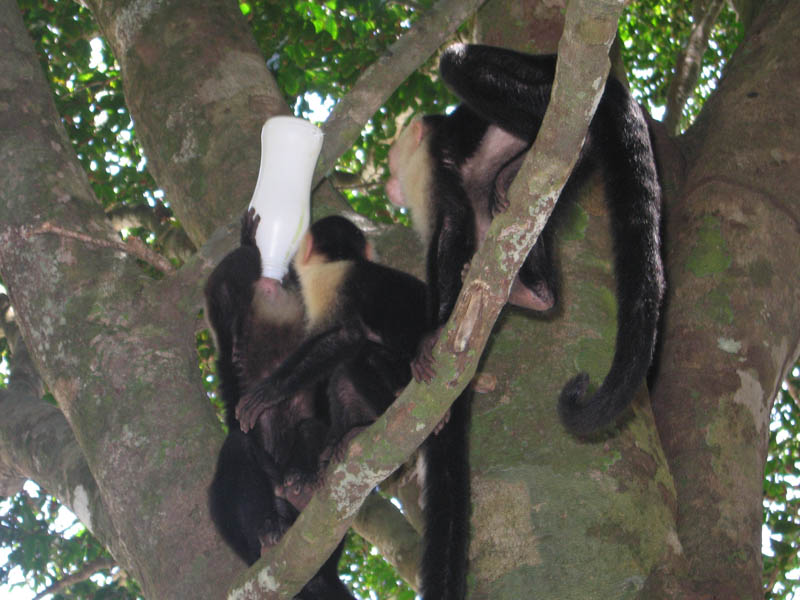 manuel antonio