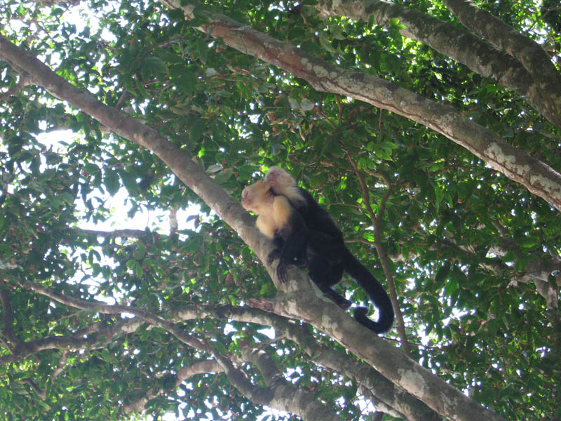 manuel antonio